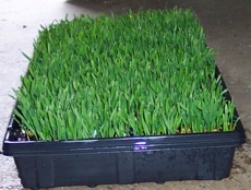  width=